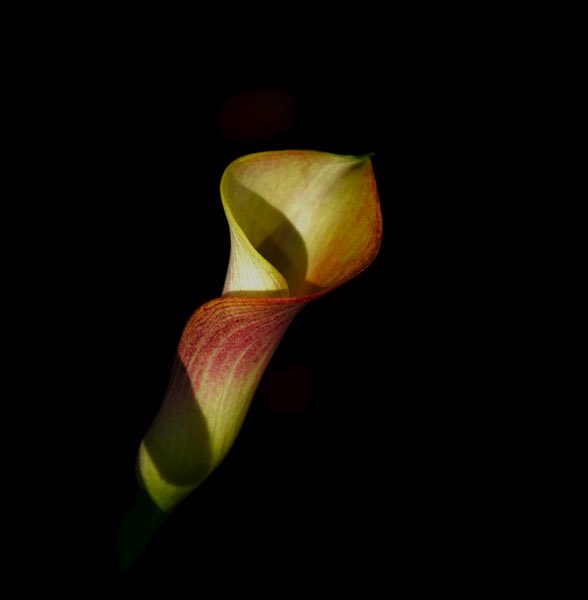 Calla Lily